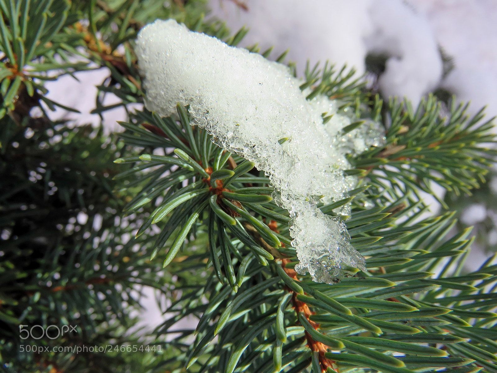 Canon PowerShot SX60 HS sample photo. Fir branches snow macro photography
