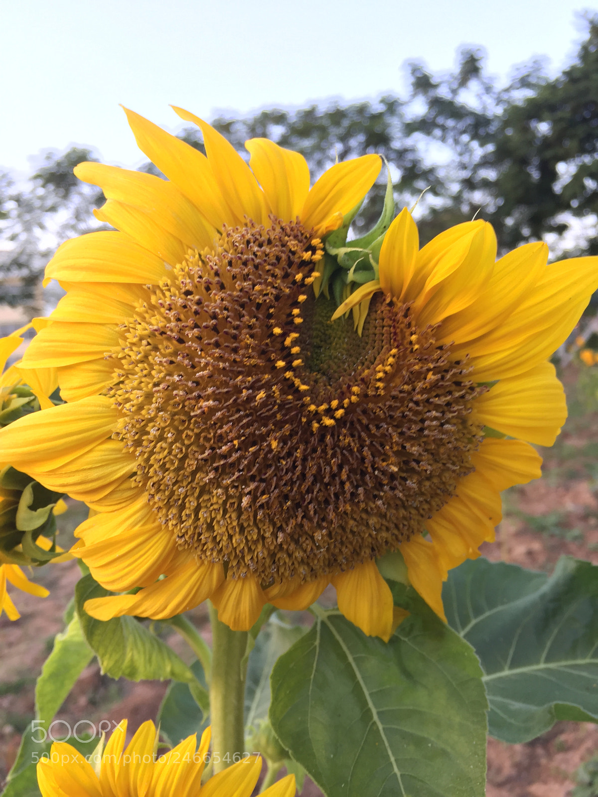 Apple iPhone 6 sample photo. Sunflower 2  photography