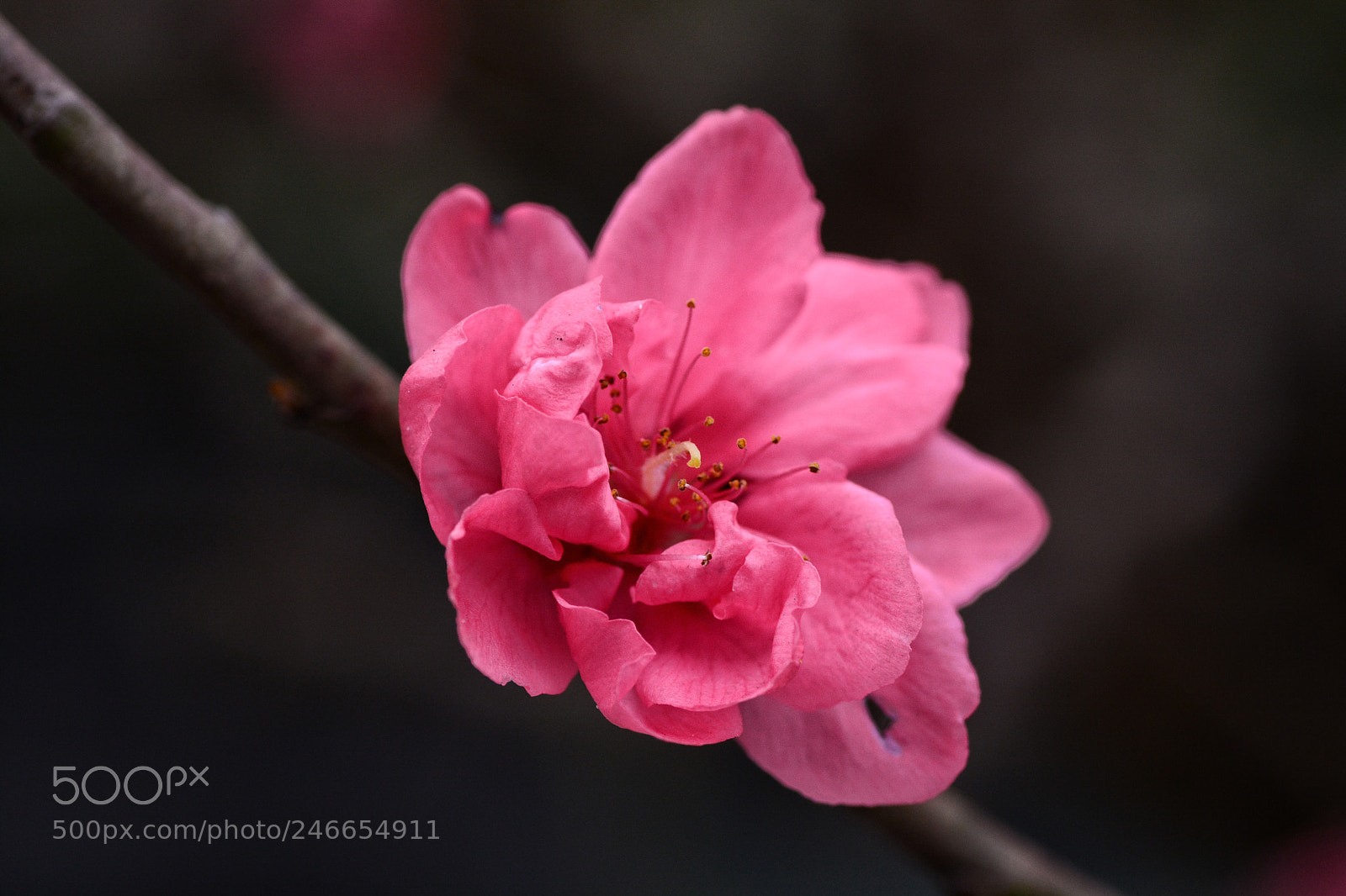 Nikon D7100 sample photo. Untitled photography
