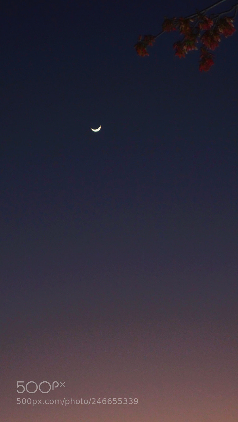 Sony Cyber-shot DSC-RX100 II sample photo. Moonlit branch photography