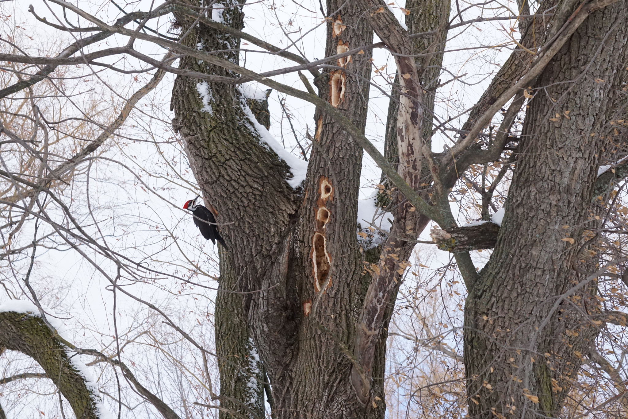 Sony a6000 + Sony FE 24-240mm F3.5-6.3 OSS sample photo. Grand pic                  pileated woodpecker photography