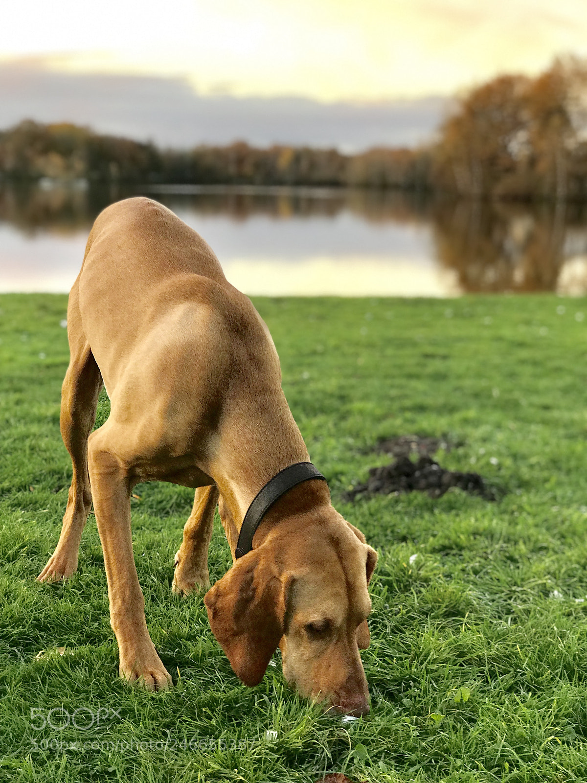 Apple iPhone 7 Plus sample photo. Cooper the weimi photography