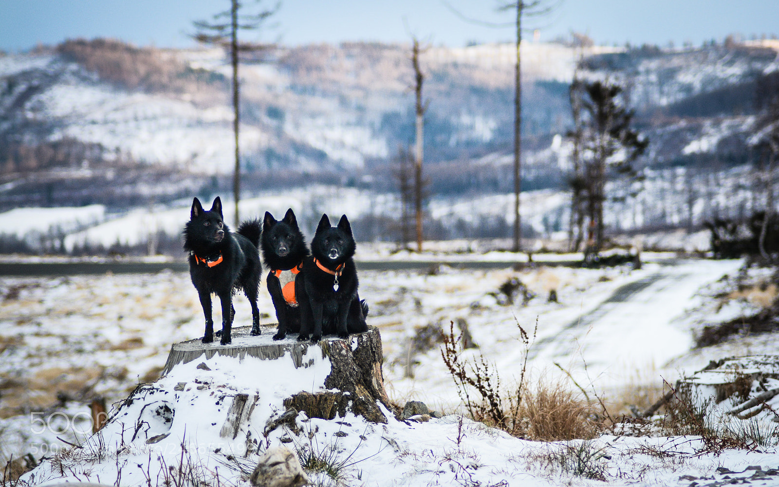 Nikon D7100 sample photo. Schipperke photography