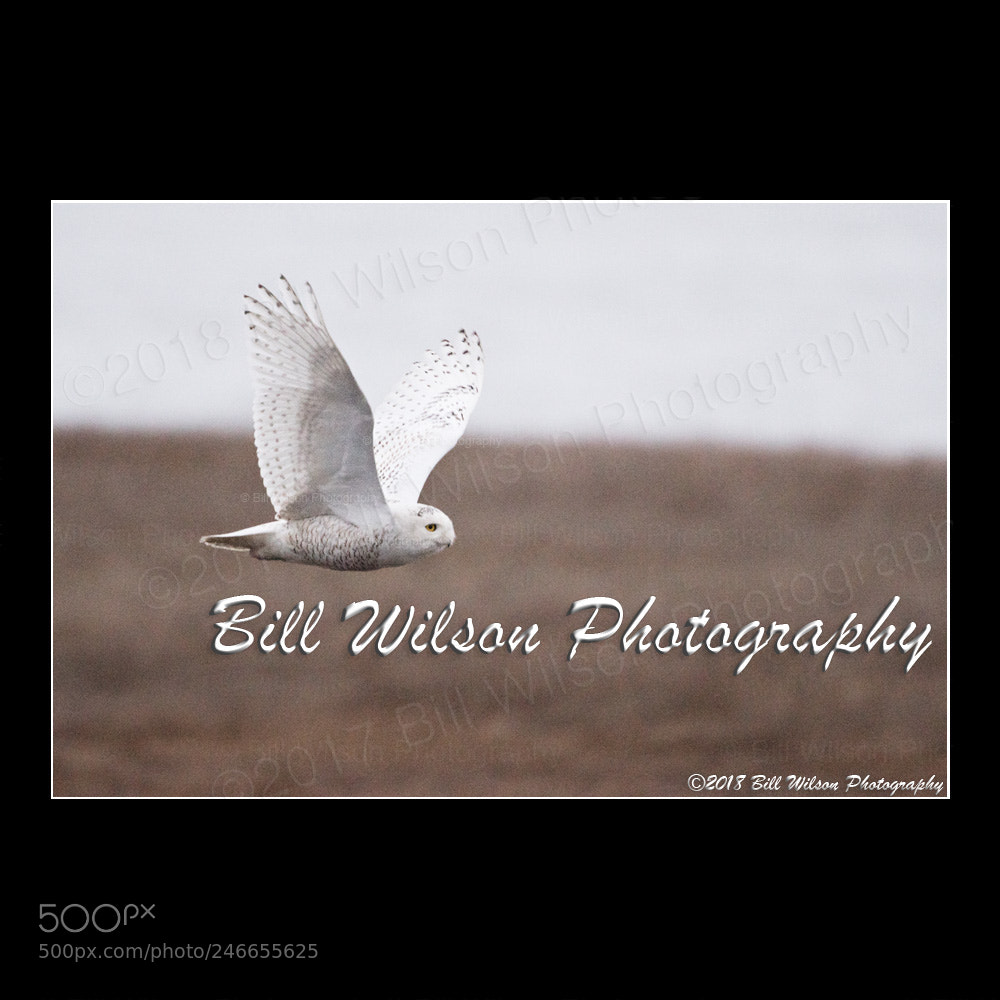 Nikon D500 sample photo. Snowy owl flight after photography