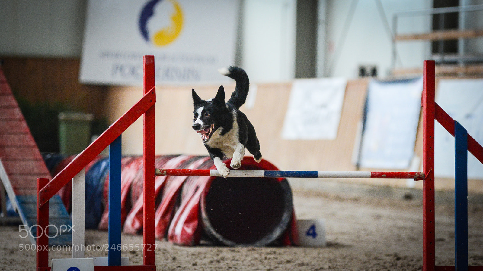 Nikon D7100 sample photo. Agility photography