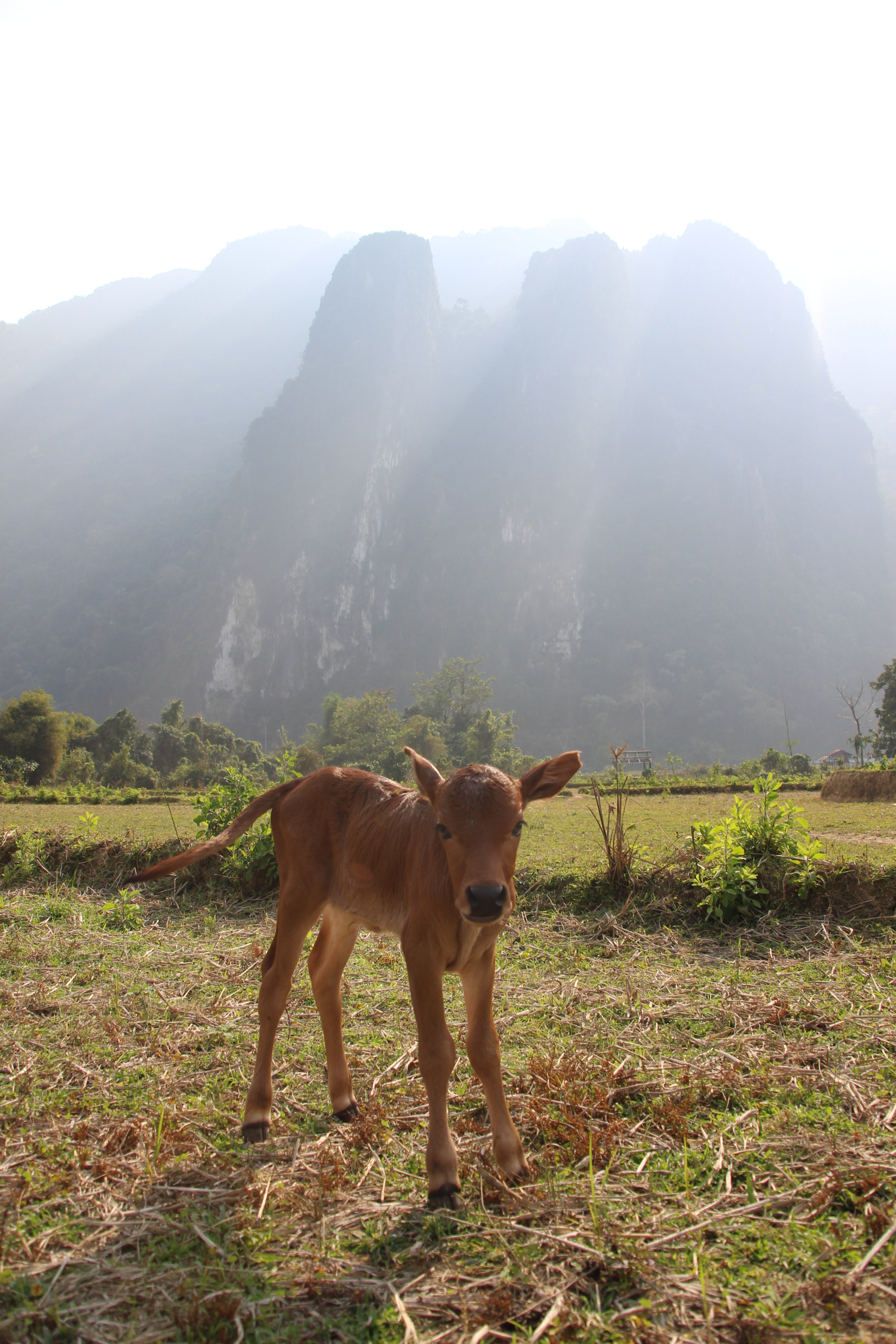 Canon EOS 100D (EOS Rebel SL1 / EOS Kiss X7) sample photo. Baby cow photography