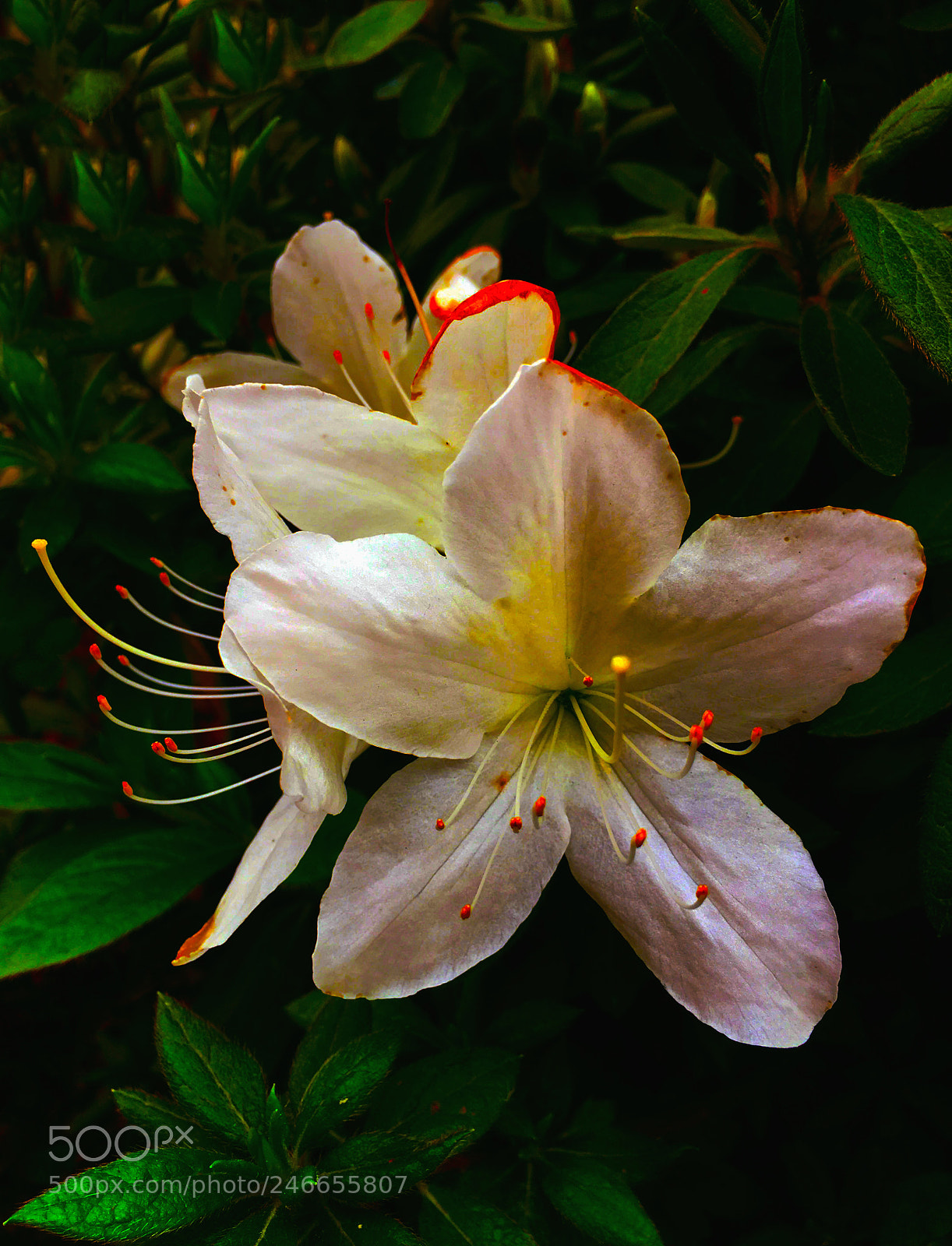 Apple iPhone 6s Plus sample photo. Flor photography