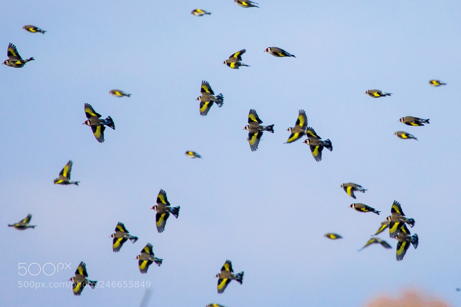Canon EOS 60D sample photo. Yellow photography