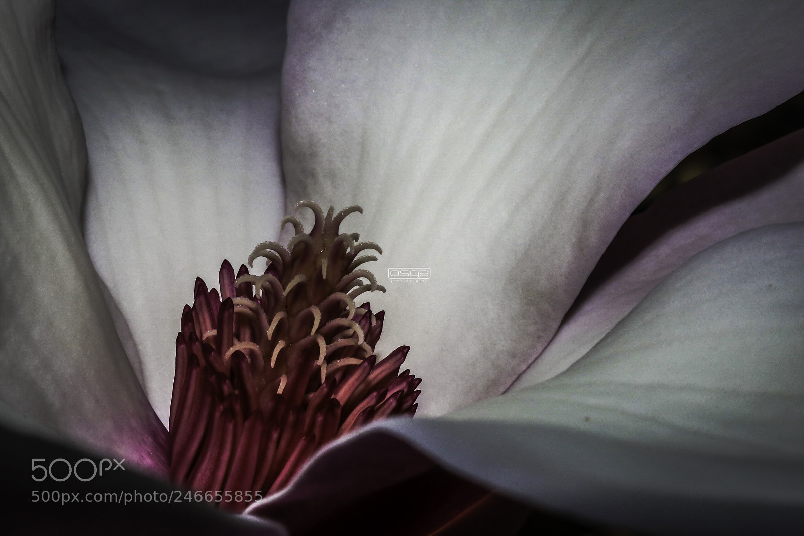 Canon EOS 750D (EOS Rebel T6i / EOS Kiss X8i) sample photo. Japanese magnolia photography