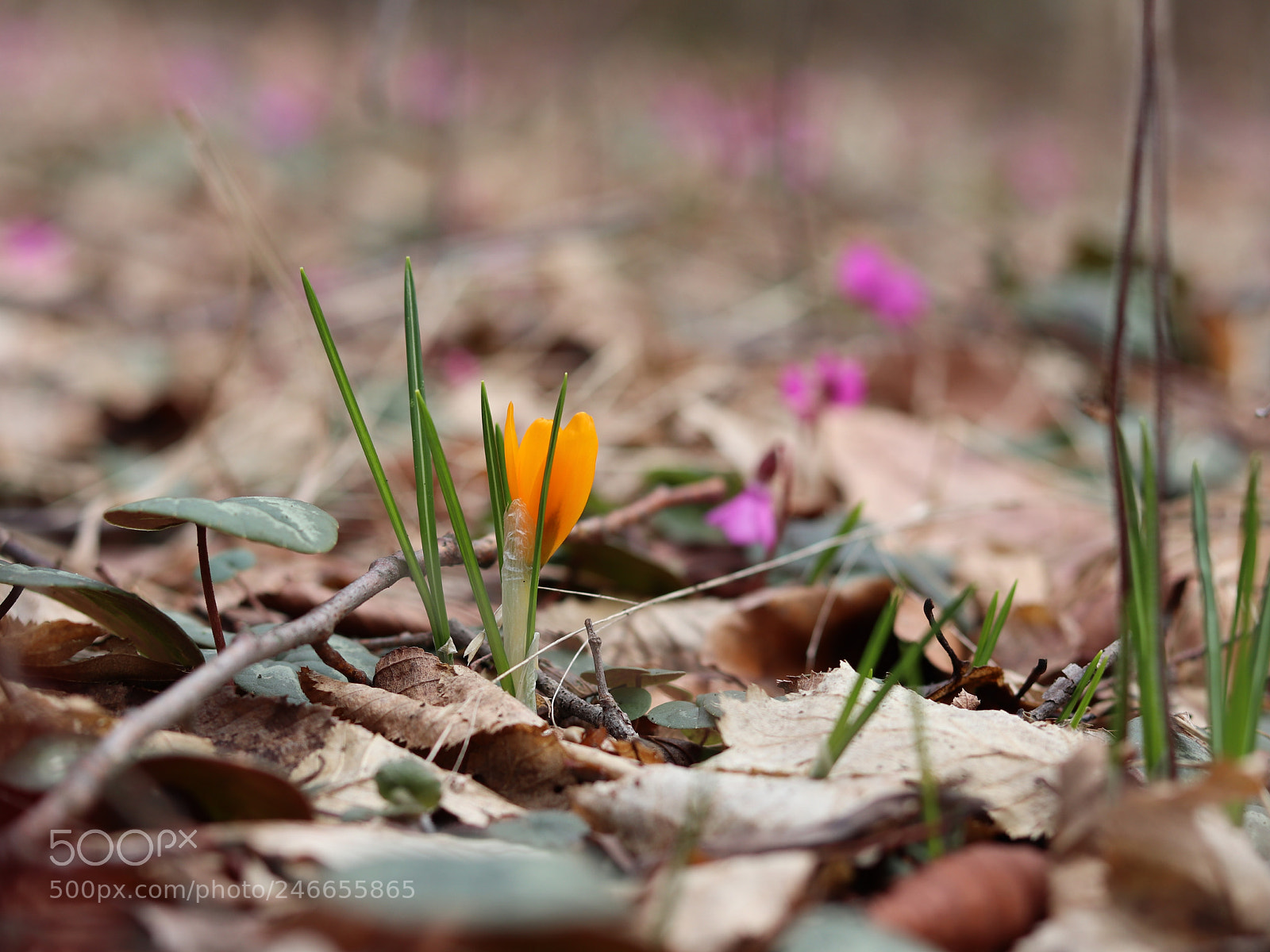 Canon EOS 800D (EOS Rebel T7i / EOS Kiss X9i) sample photo. Spring photography