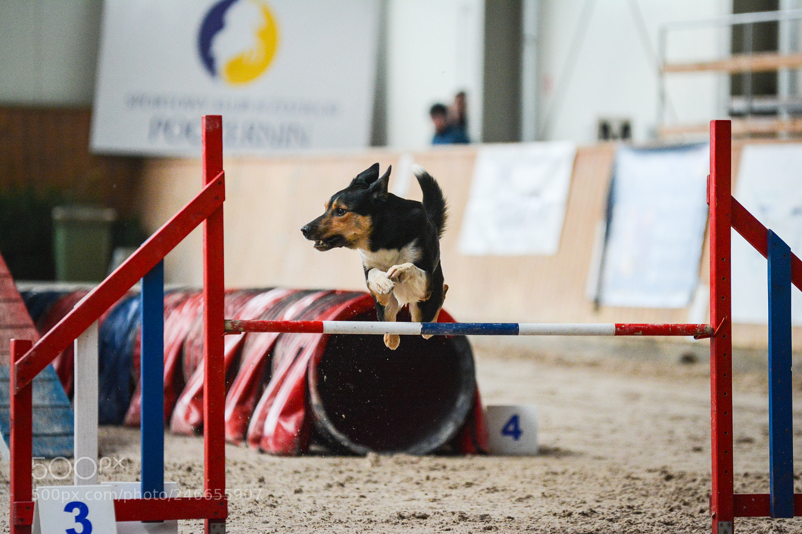 Nikon D7100 sample photo. Agility photography