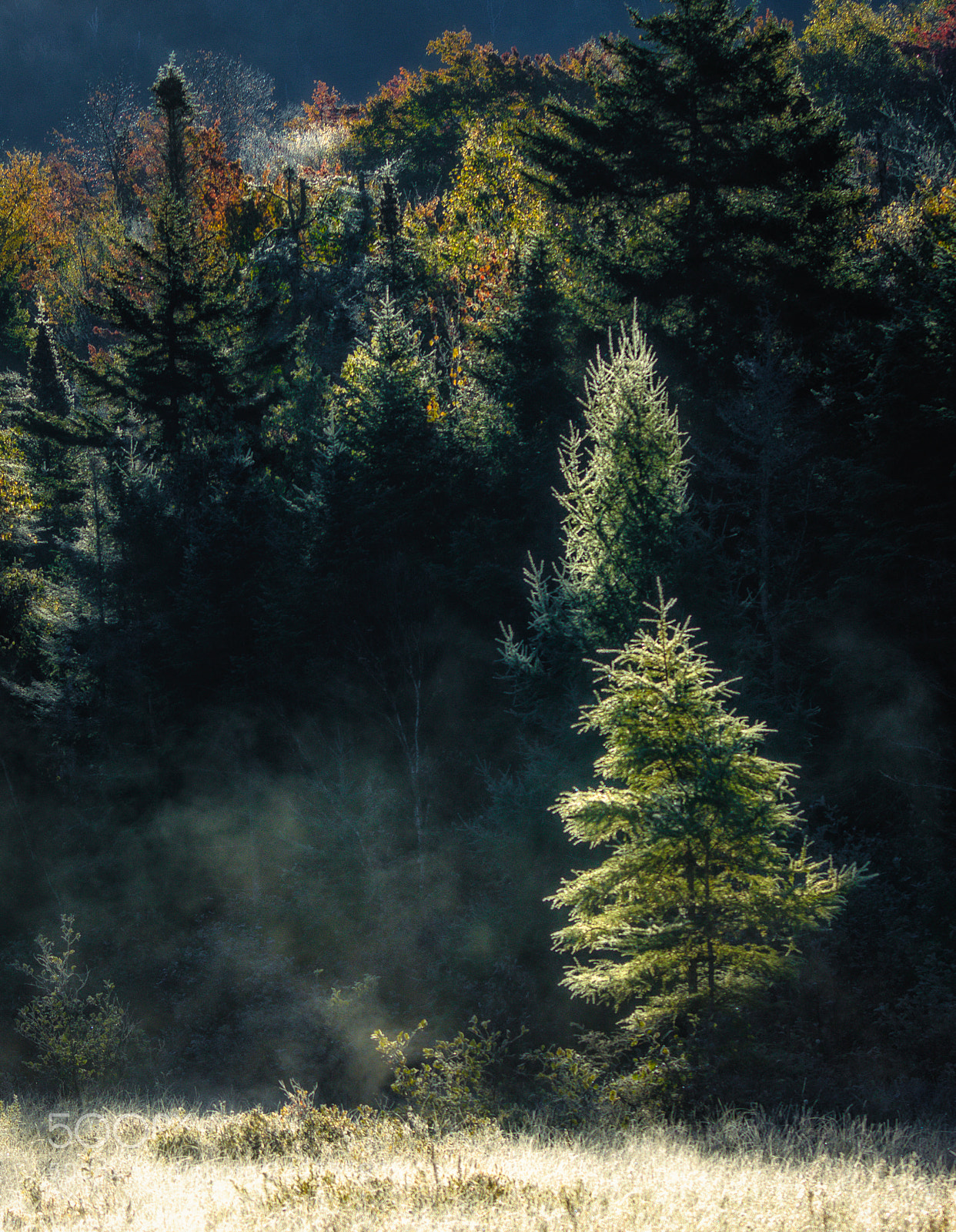 Canon EOS 7D Mark II sample photo. Forest morning photography