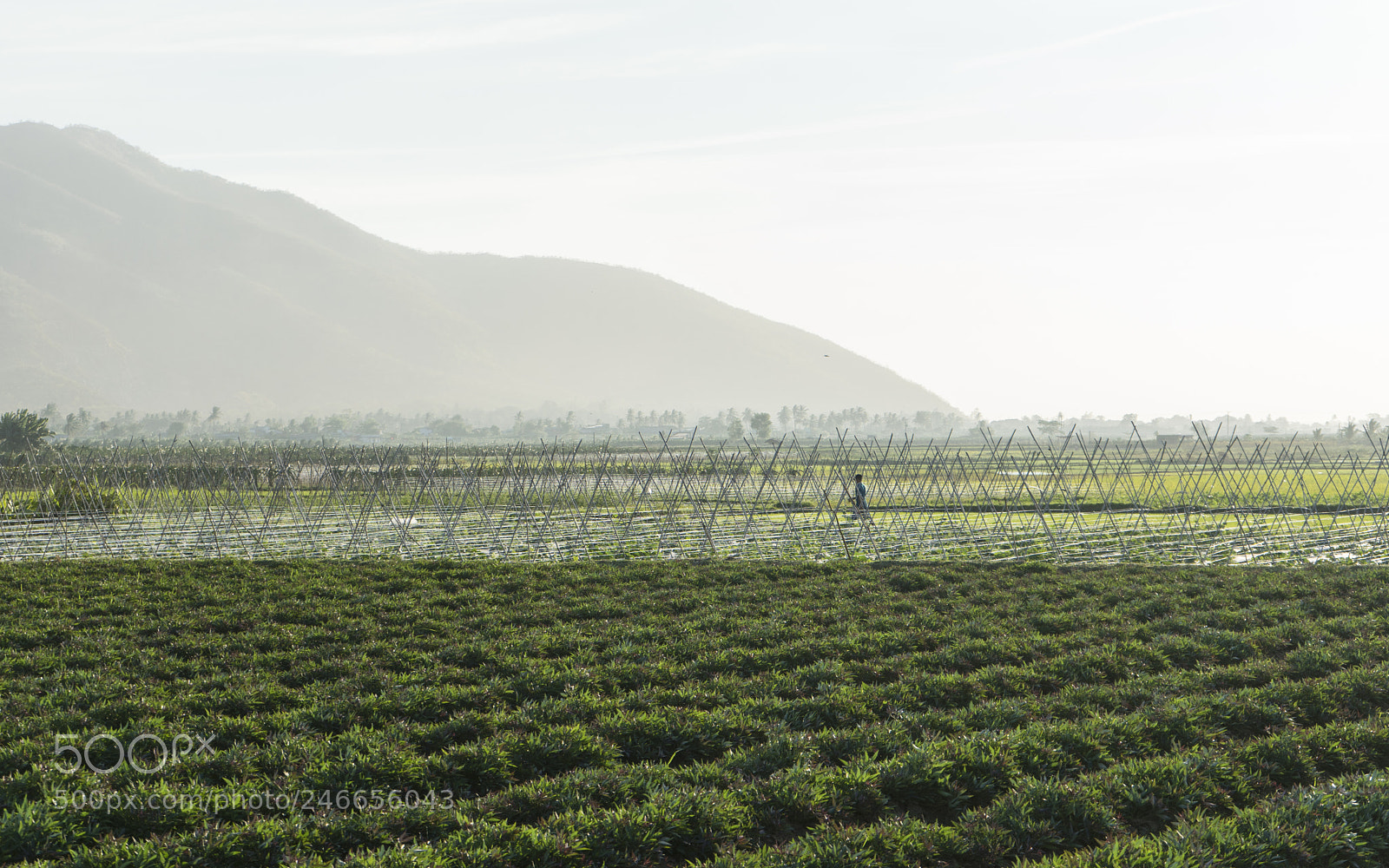 Sony a7 II sample photo. Hongson photography