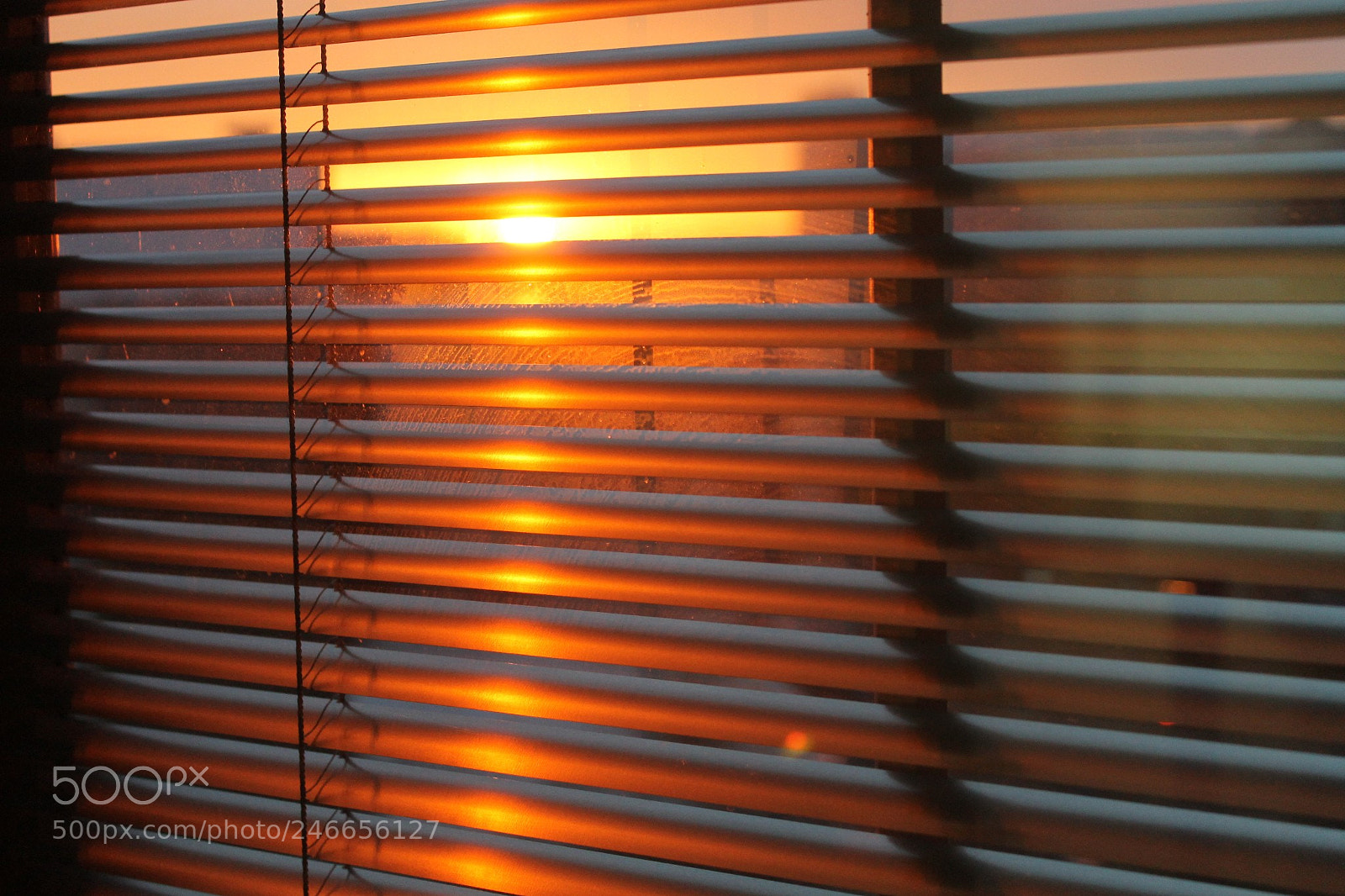 Canon EOS 1100D (EOS Rebel T3 / EOS Kiss X50) sample photo. Come on big guy photography
