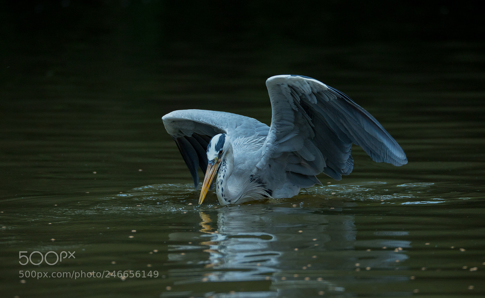 Canon EOS 6D Mark II sample photo. Untitled photography