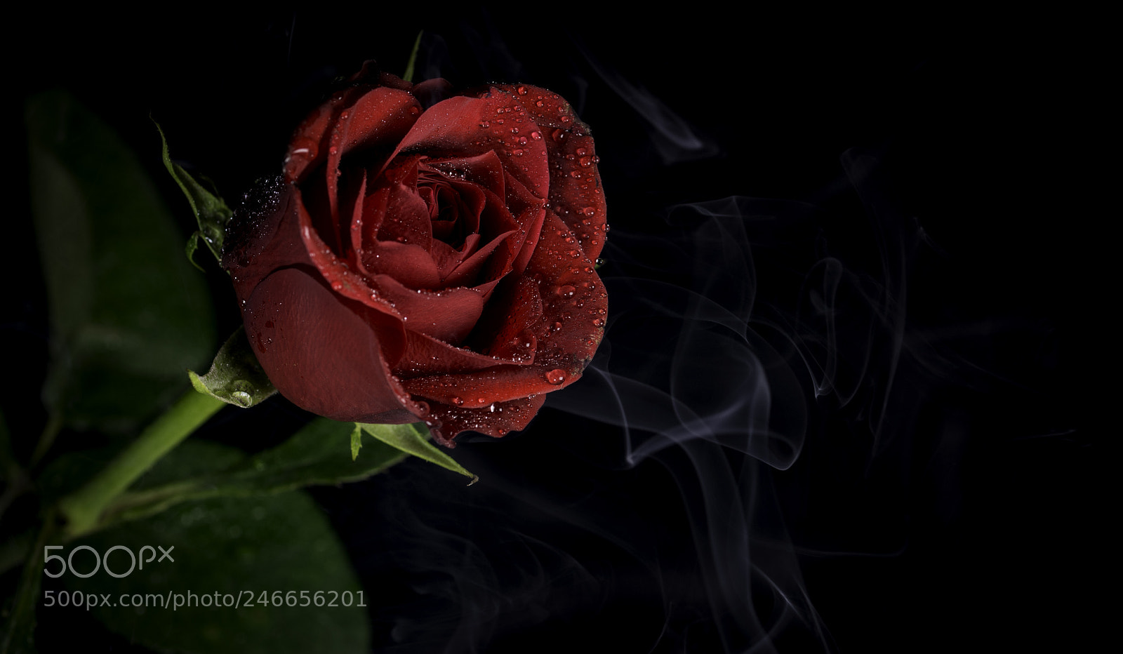 Nikon D7200 sample photo. Smoking rose photography