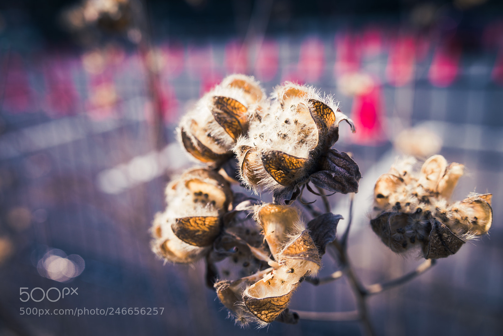 Nikon D600 sample photo. Cotton photography
