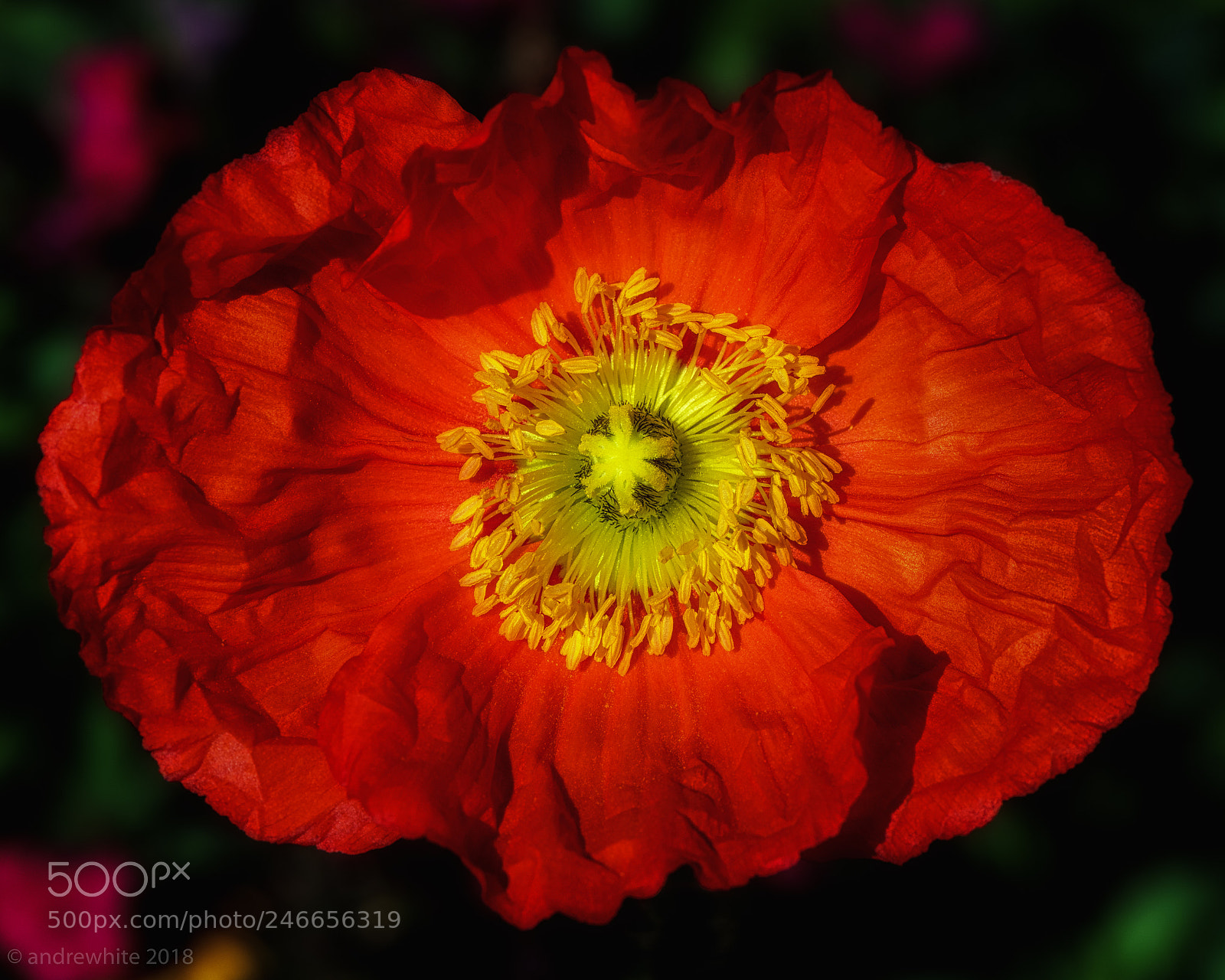 Nikon D850 sample photo. Red poppy photography