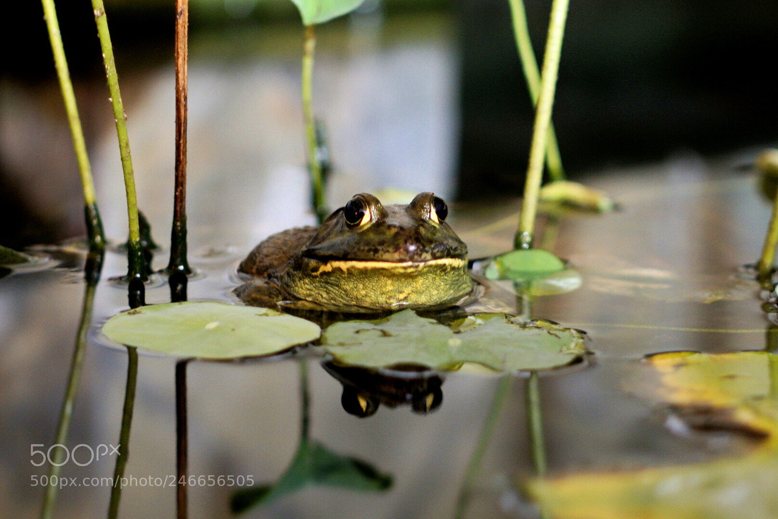 Sony a6500 sample photo. Frog at night and photography