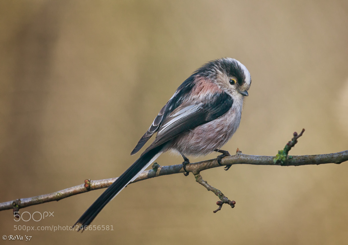 Canon EOS 7D Mark II sample photo. Long-tailed tit photography