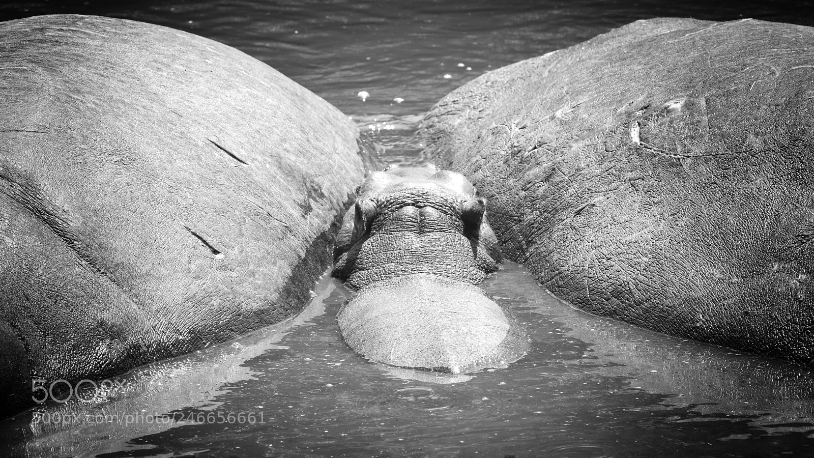 Nikon D850 sample photo. 3 hippos photography