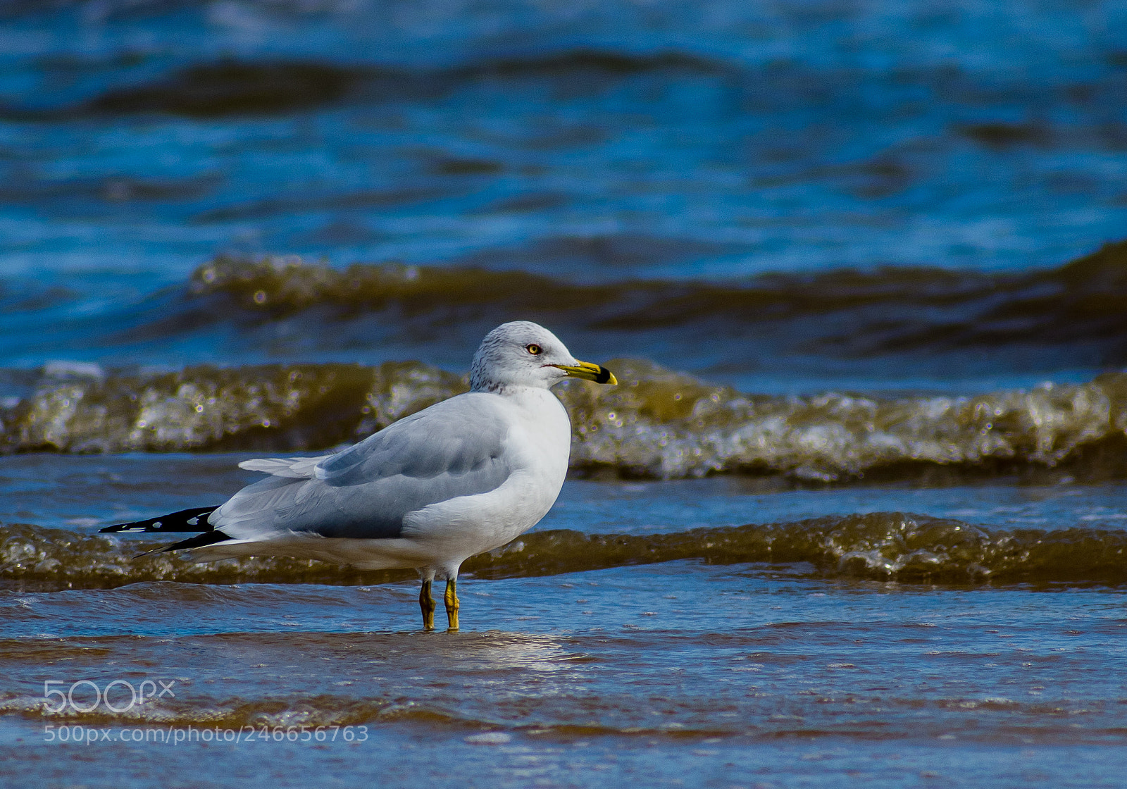 Nikon D3400 sample photo. Ringed billed gull photography