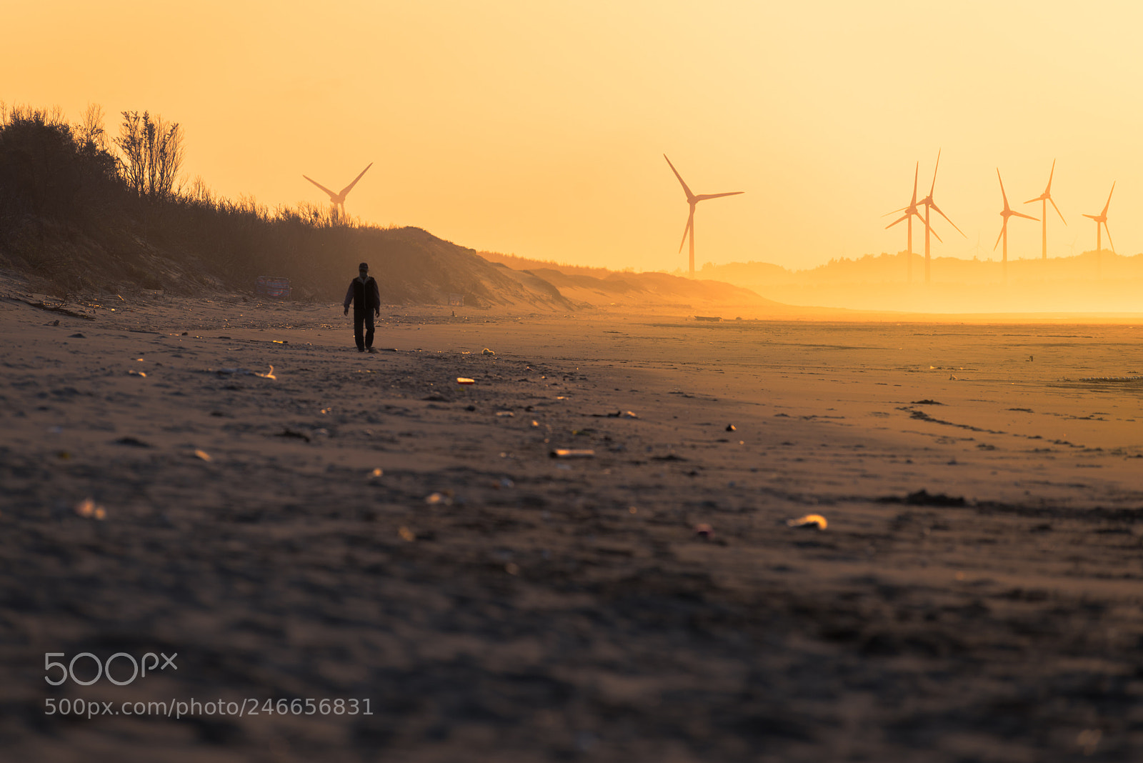 Nikon D810 sample photo. A walk photography