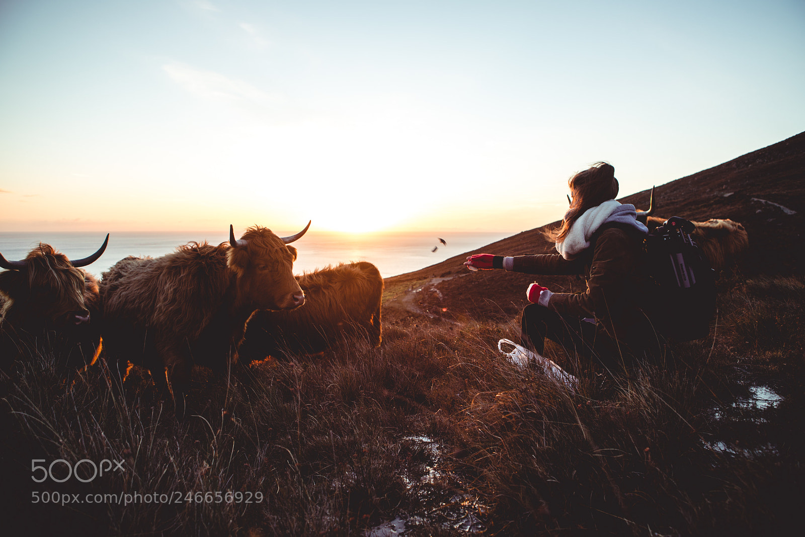 Canon EOS 6D Mark II sample photo. Hungry moos. photography