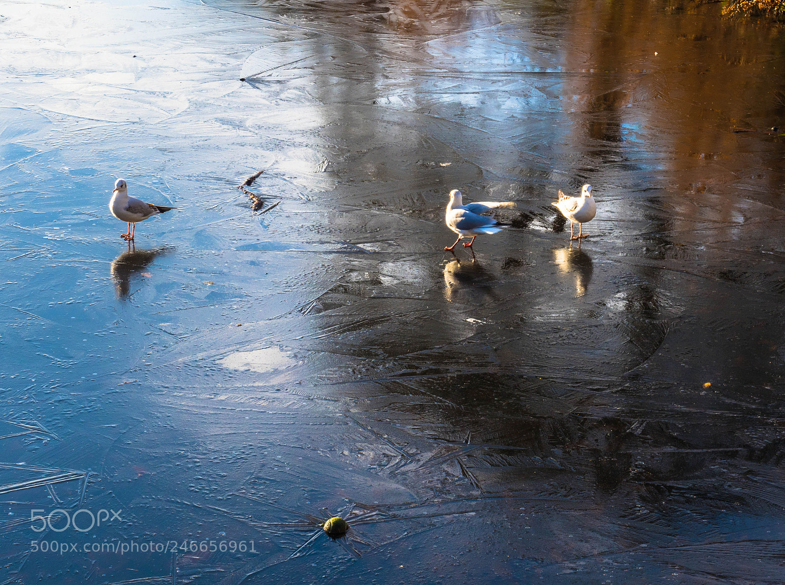 Olympus OM-D E-M1 Mark II sample photo. Winter pond photography