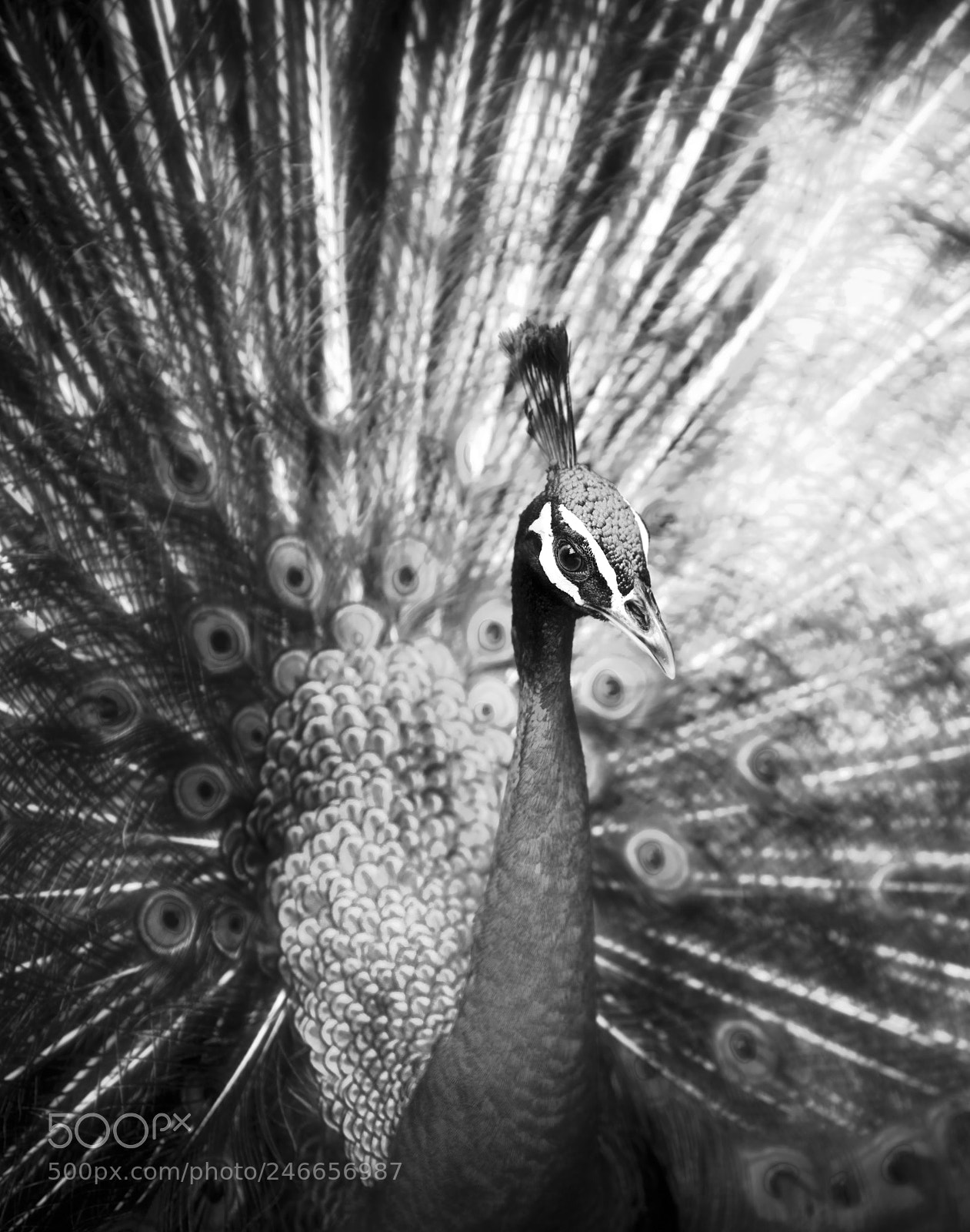 Nikon D850 sample photo. Blue peacock photography