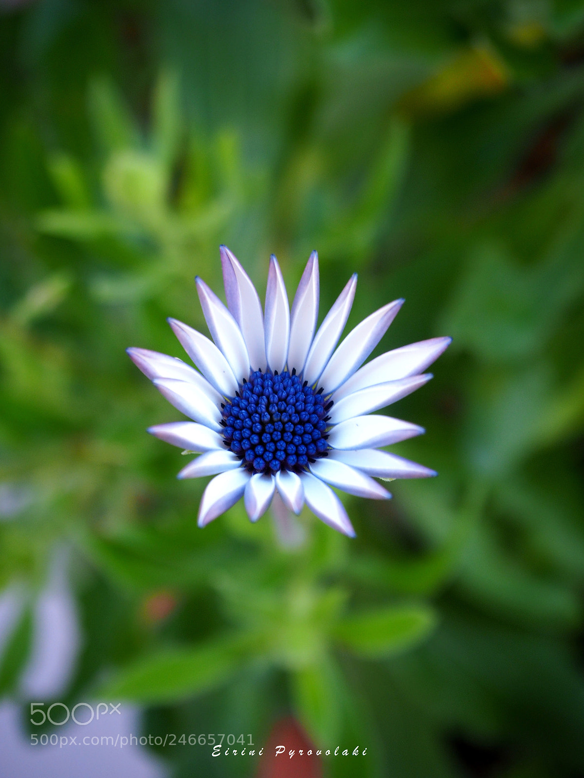 Olympus OM-D E-M10 sample photo. Blue perfection photography