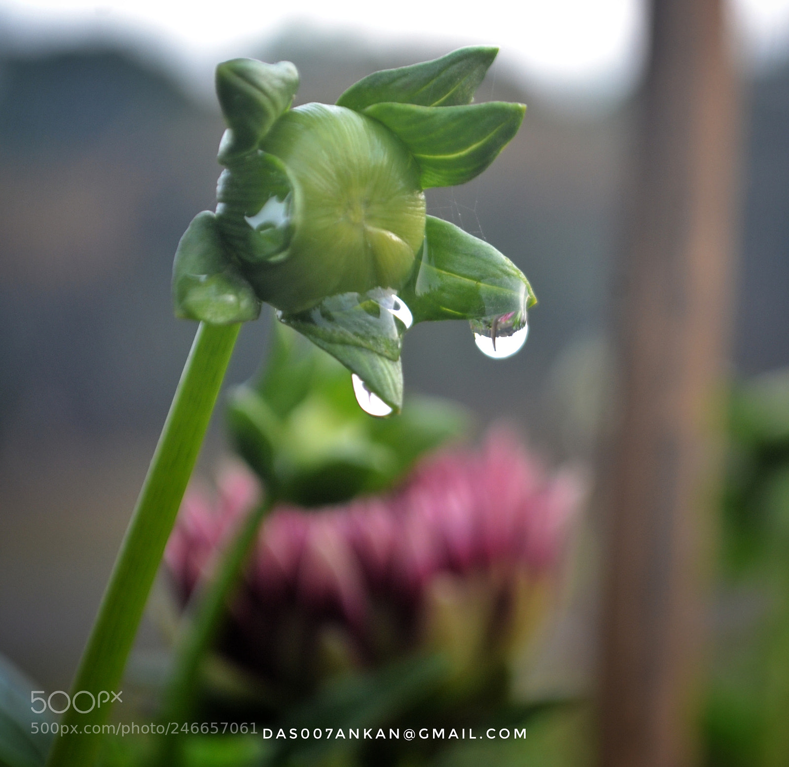Nikon D3100 sample photo. Untitled photography