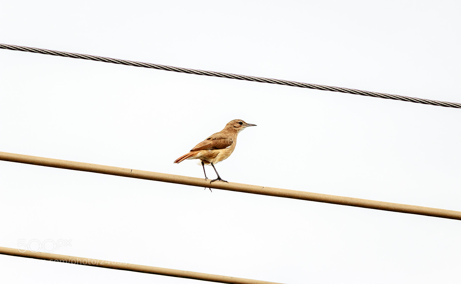 Canon EOS 1200D (EOS Rebel T5 / EOS Kiss X70 / EOS Hi) sample photo. ...about the birds... photography