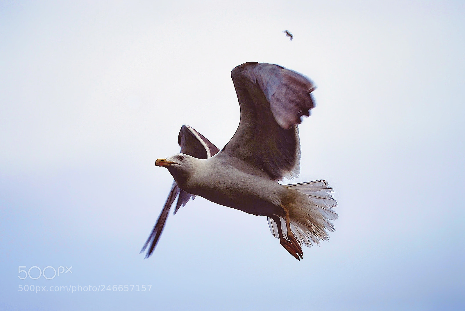 Nikon D40X sample photo. Seagull photography