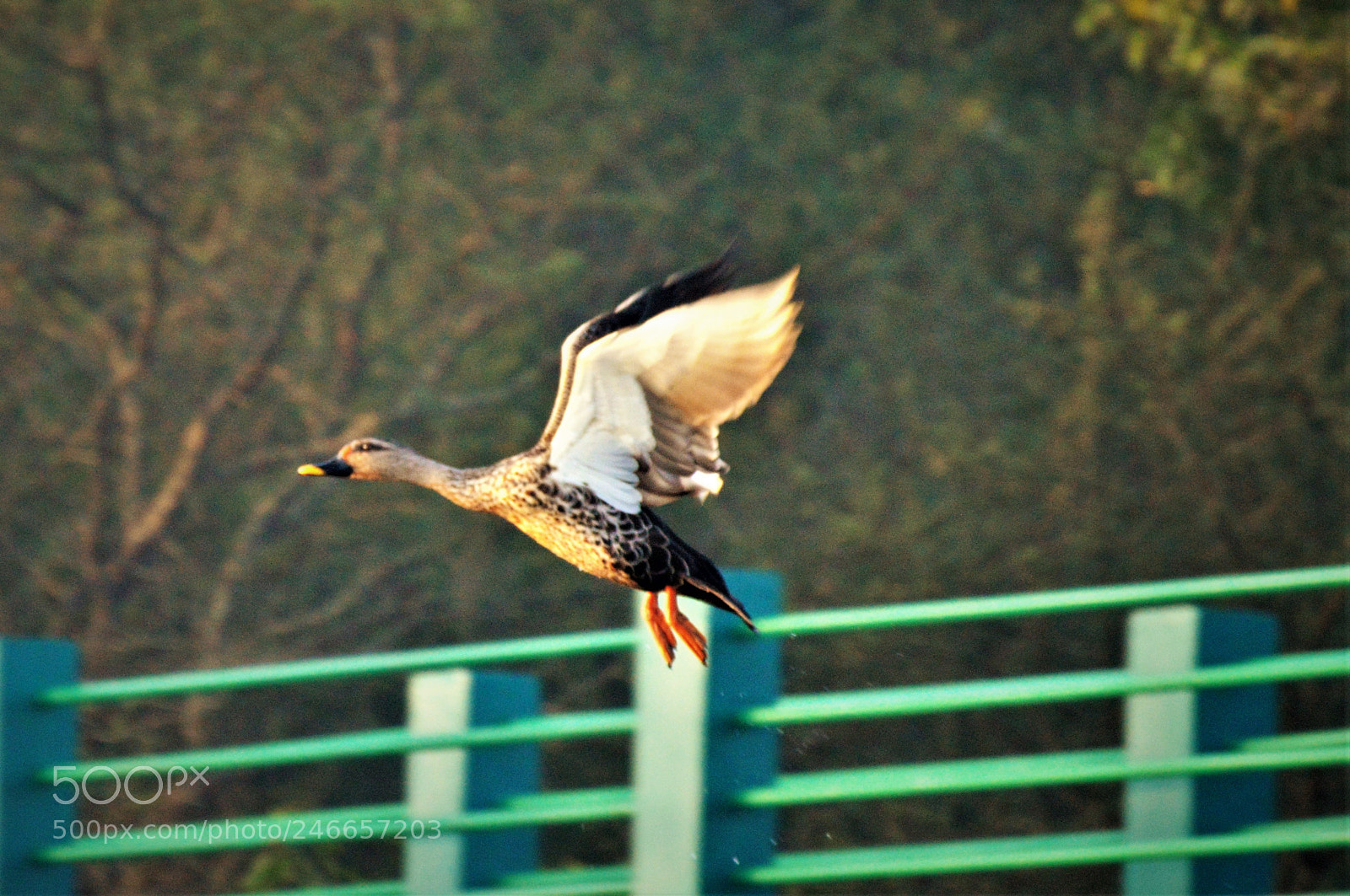 Nikon D3200 sample photo. Untitled photography