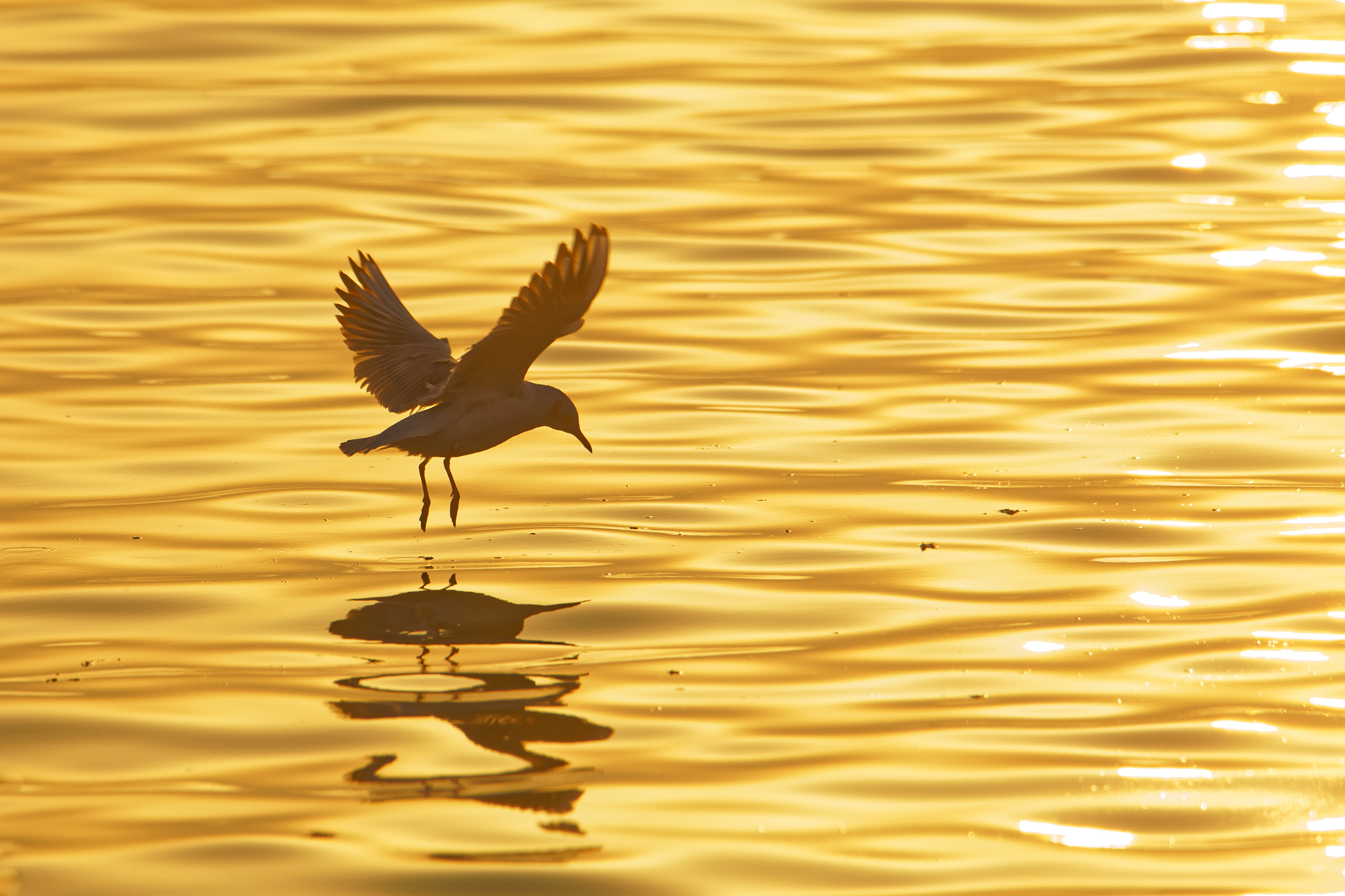 Canon EOS 5D Mark IV sample photo. Birdwatching: golden hour ii. photography