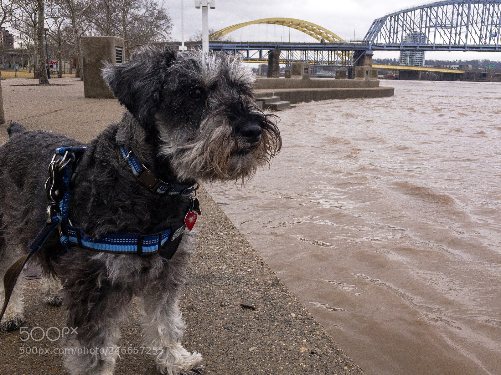 Apple iPhone 6s sample photo. Murphy, inspecting the river photography