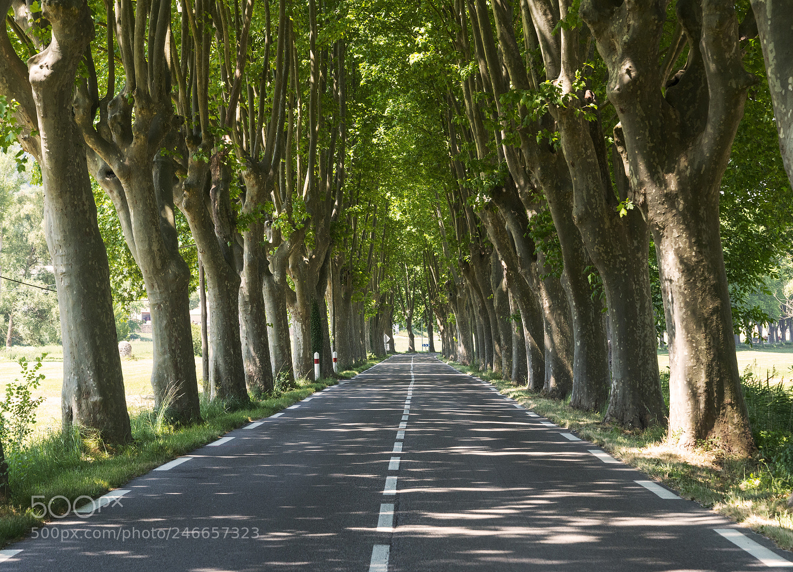 Nikon D800 sample photo. Road in provence (france) photography