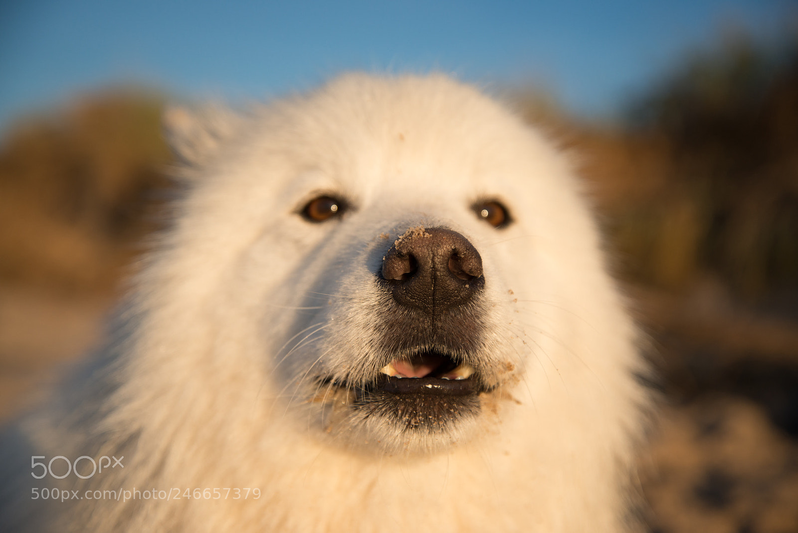 Nikon D800 sample photo. Samoyed photography