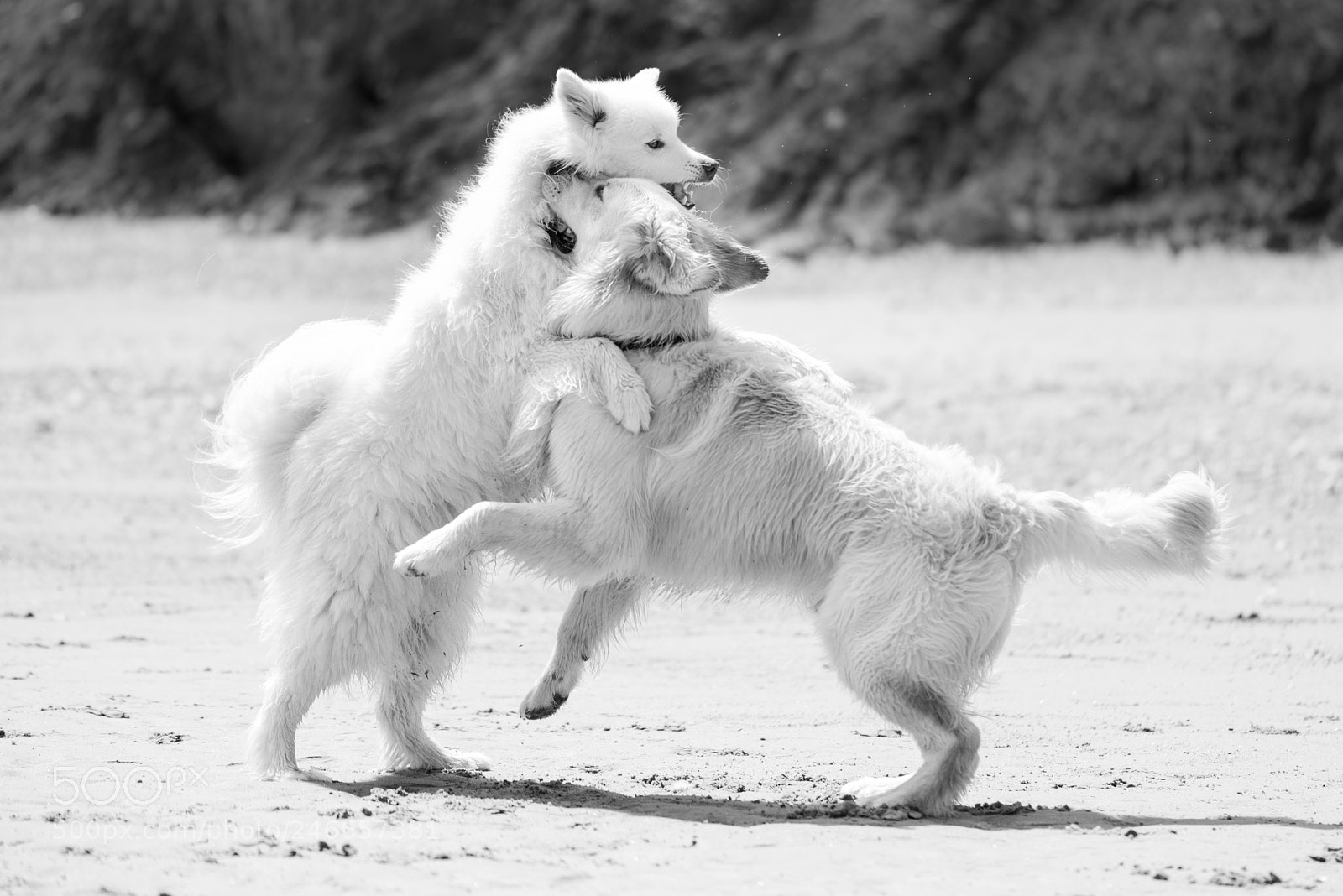 Nikon D800 sample photo. Dog play photography
