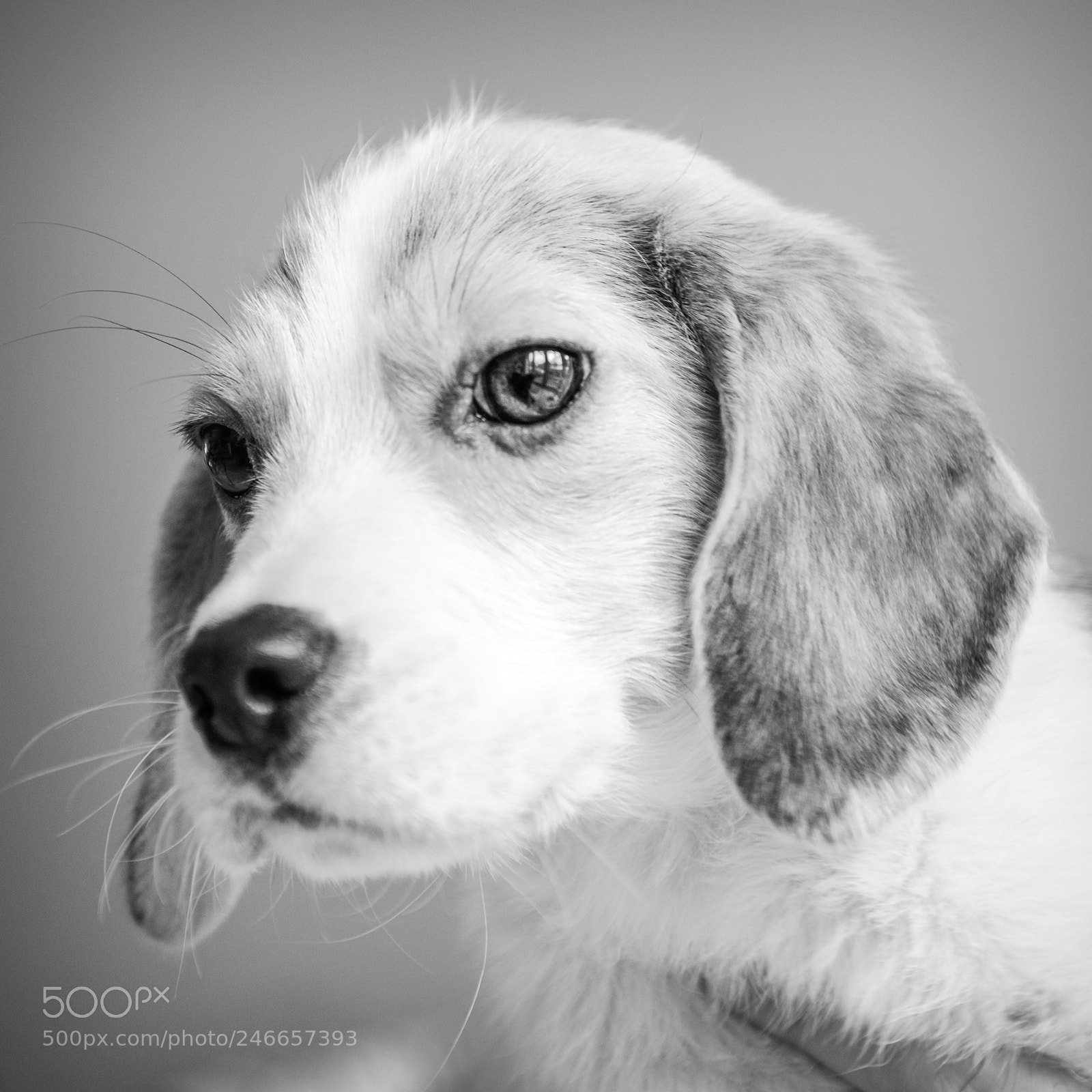 Nikon D800 sample photo. Beagle pup photography