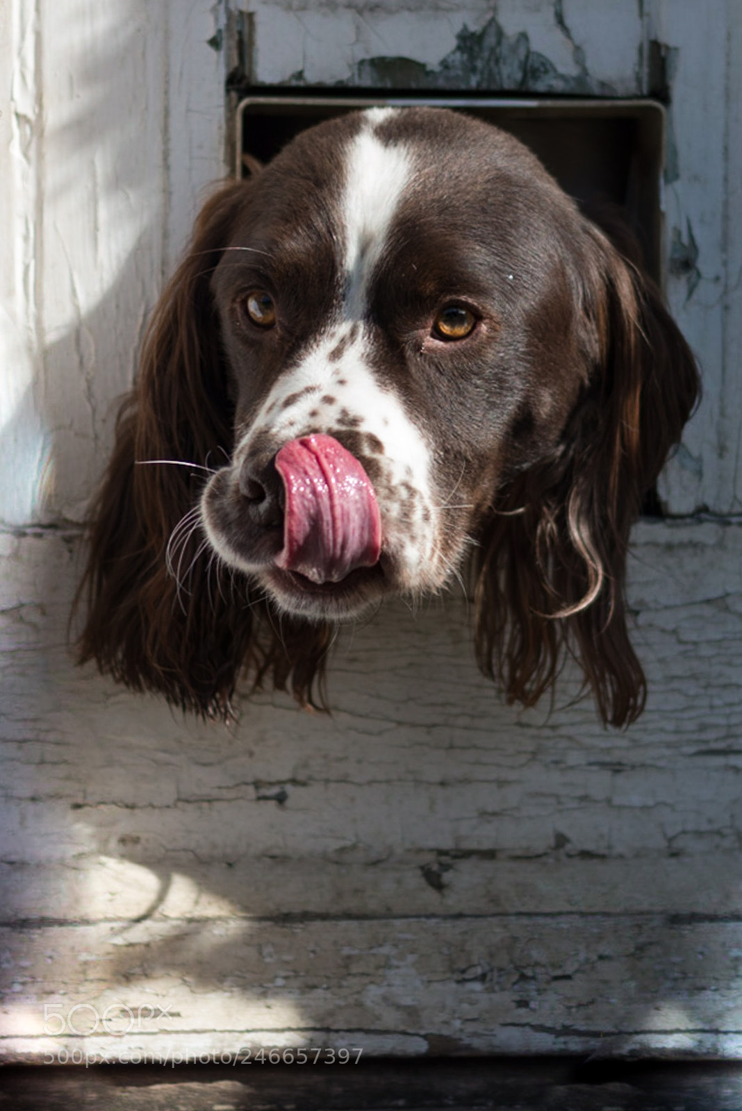 Nikon D800 sample photo. Big lick! photography