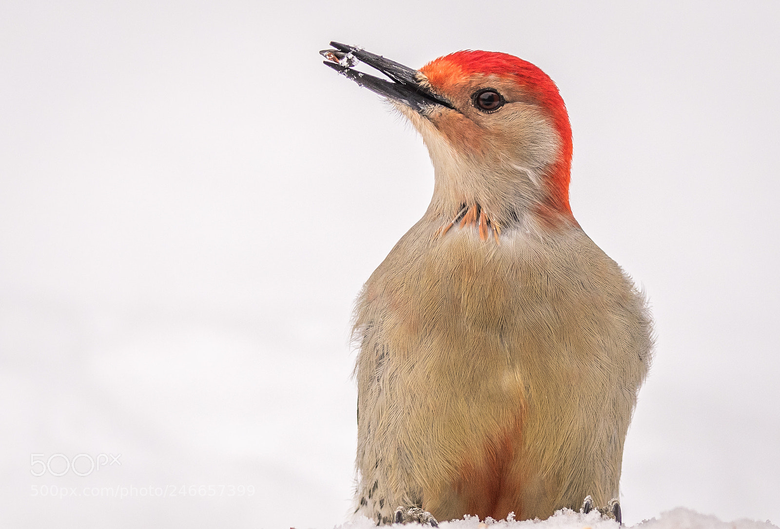 Nikon D500 sample photo. Red-bellied woodpecker photography