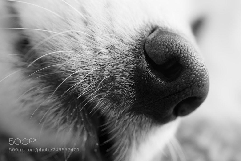 Nikon D800 sample photo. Samoyed photography