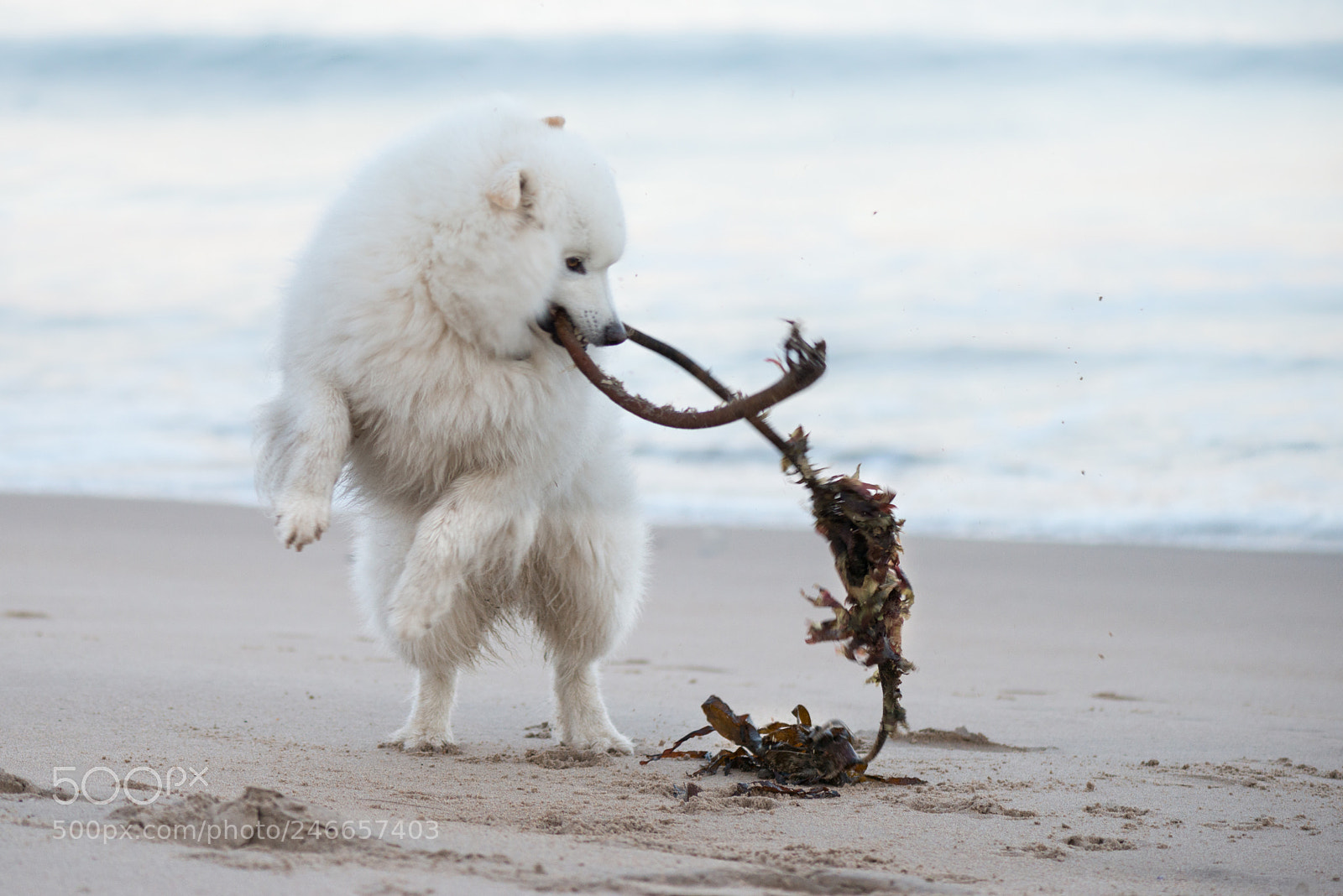 Nikon D800 sample photo. Samoyed photography