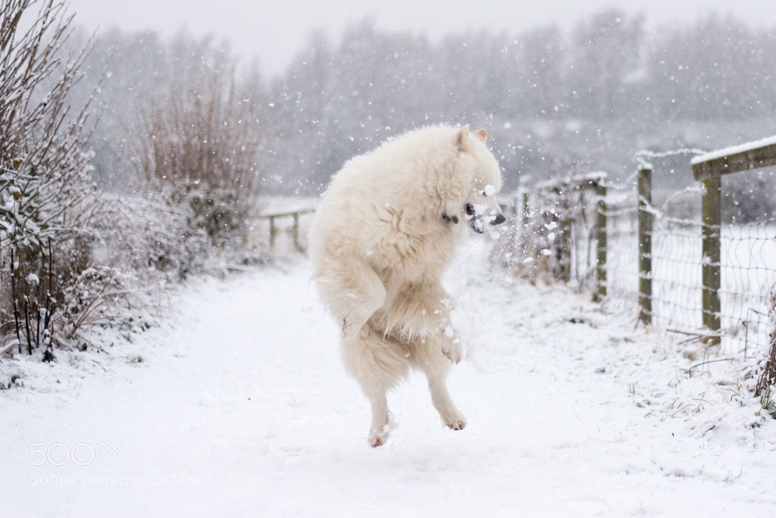 Nikon D800 sample photo. Snowballing the samoyed photography