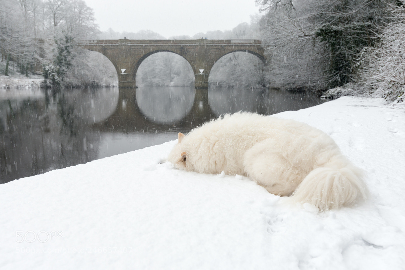 Nikon D800 sample photo. Samoyed photography