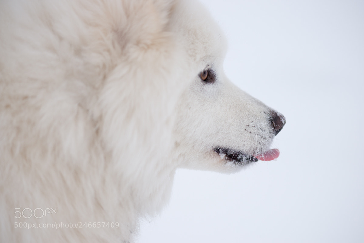Nikon D800 sample photo. Samoyed photography