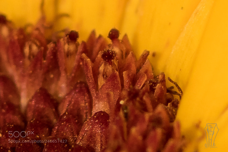 Nikon D500 sample photo. Untitled photography