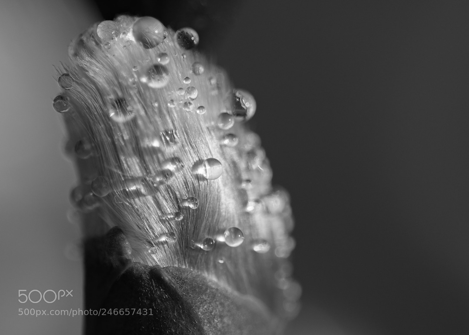Nikon D500 sample photo. Katje b&w update photography